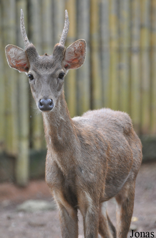 Rusa timorensis