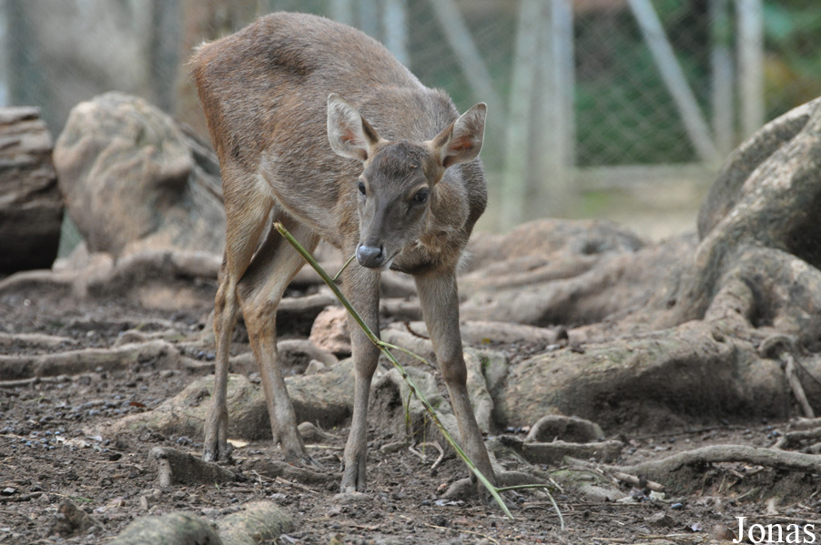 Rusa timorensis