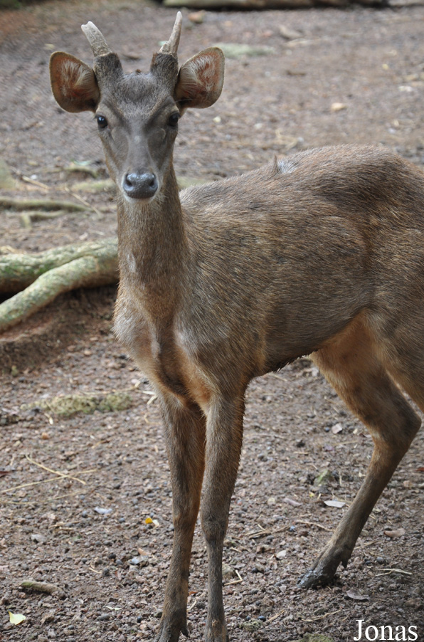Rusa timorensis
