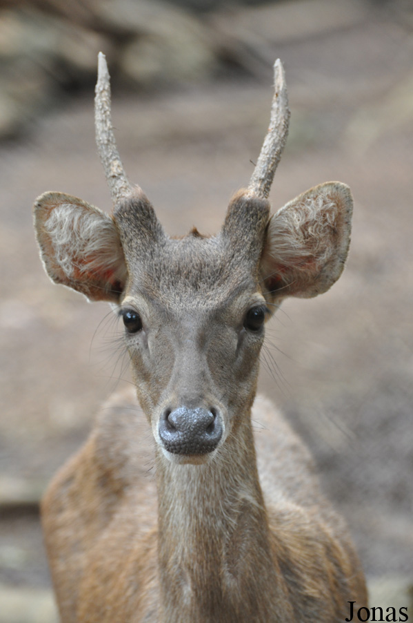 Rusa timorensis