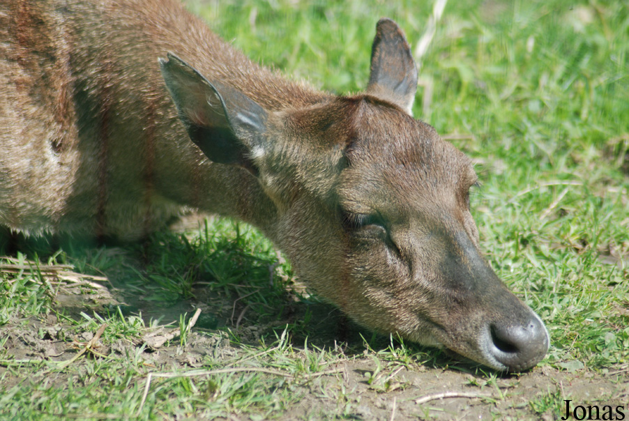 Rusa timorensis timorensis