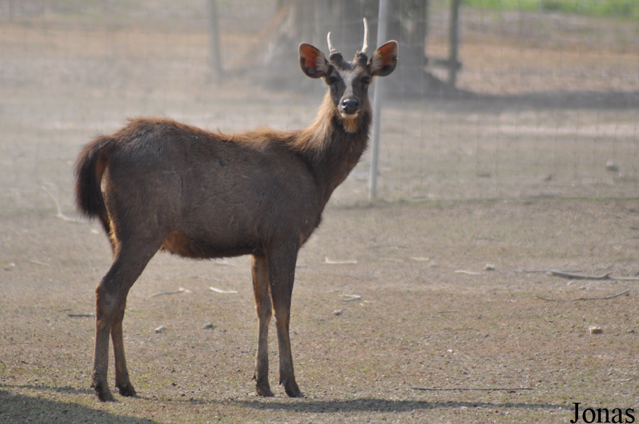 Rusa unicolor