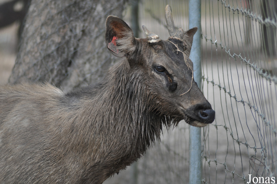 Rusa unicolor