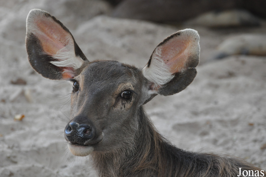 Rusa unicolor