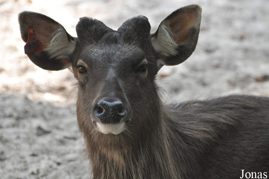 Rusa unicolor