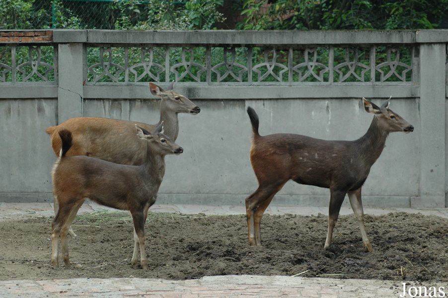 Rusa unicolor