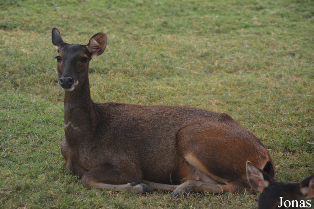Rusa unicolor