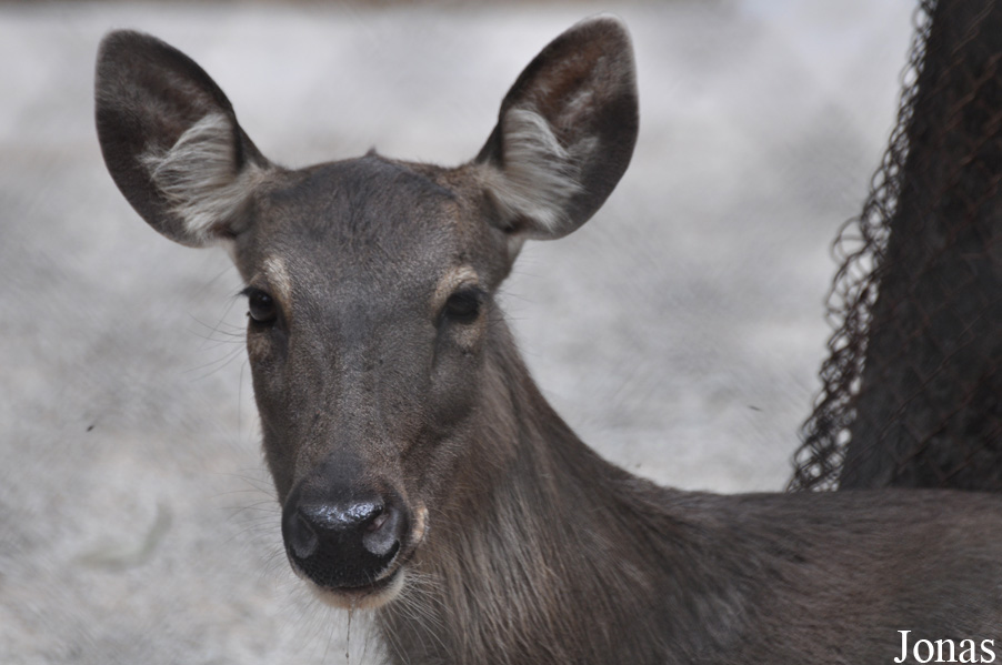 Rusa unicolor