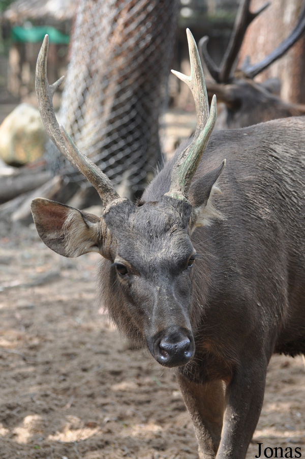 Rusa unicolor