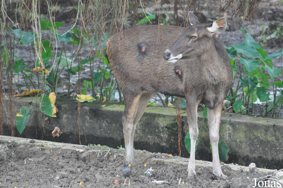 Rusa unicolor