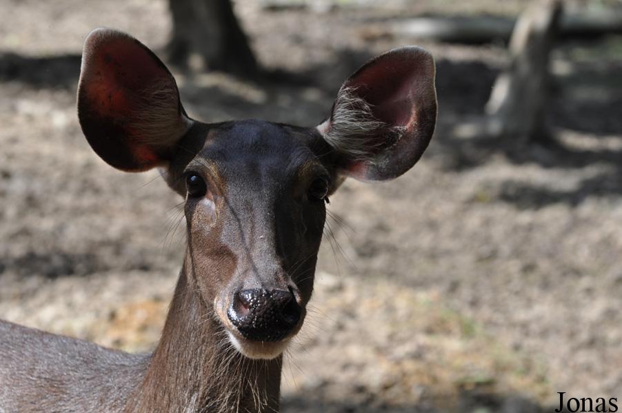 Rusa unicolor