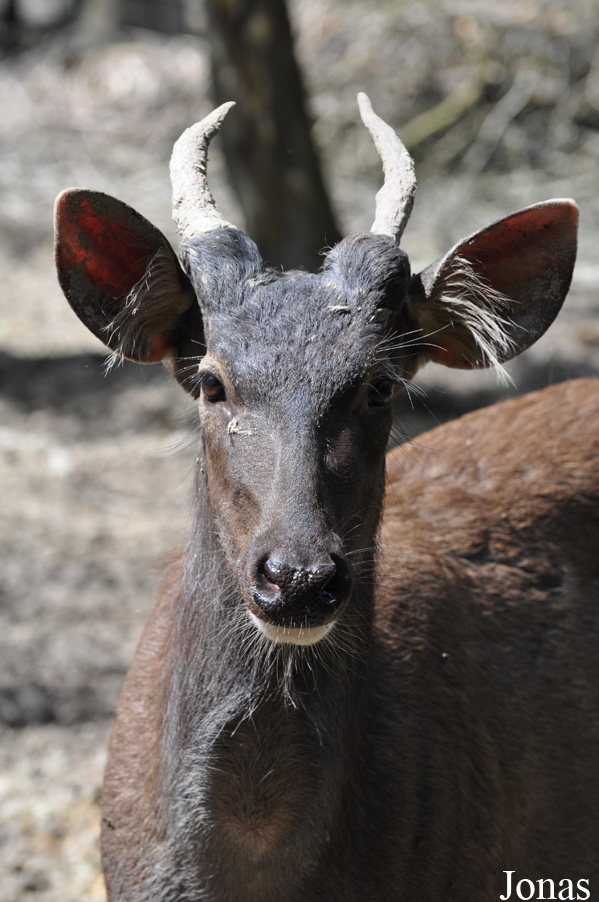 Rusa unicolor
