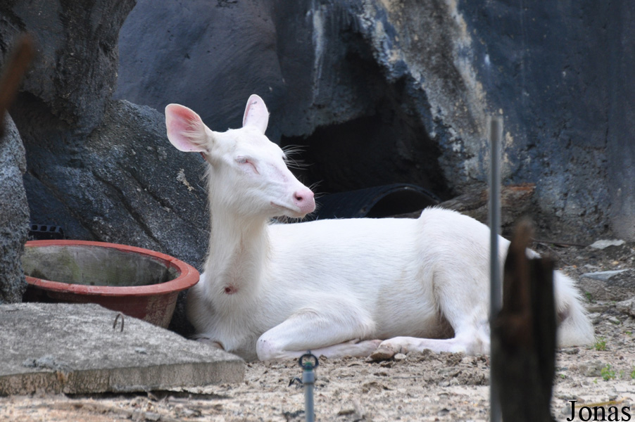 Rusa unicolor cambojensis