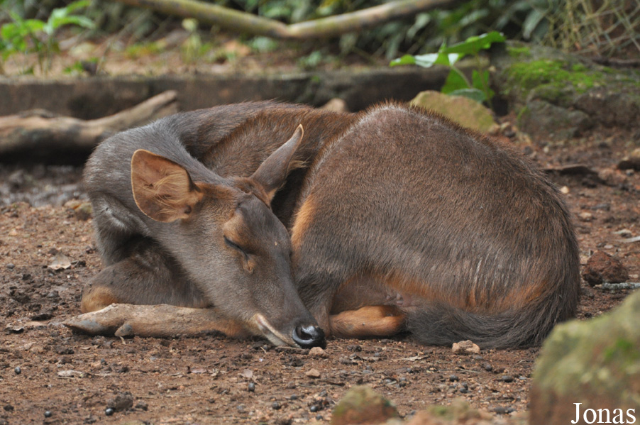 Rusa unicolor equinus