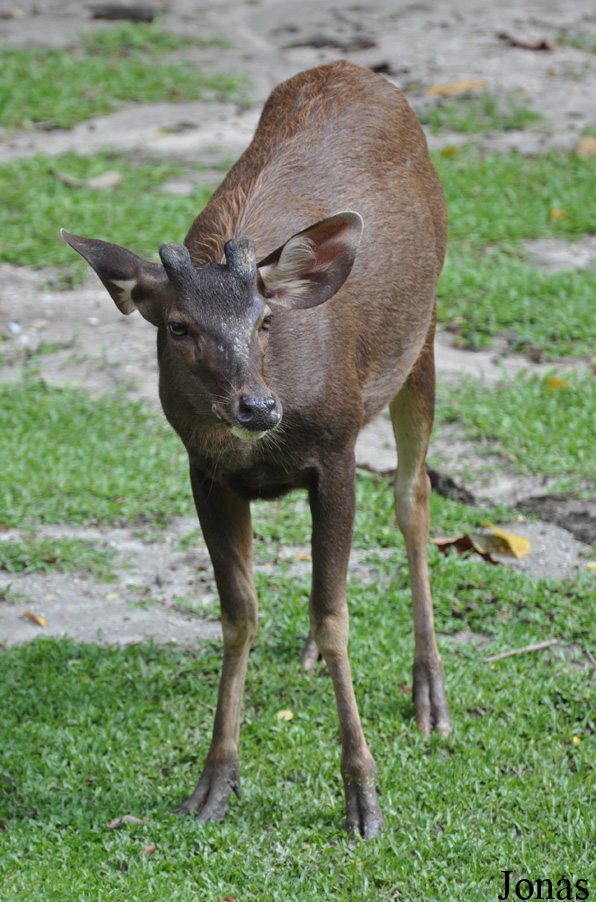 Rusa unicolor equinus