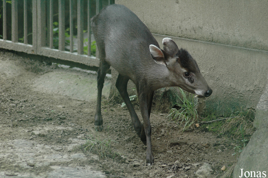 Elaphodus cephalophus