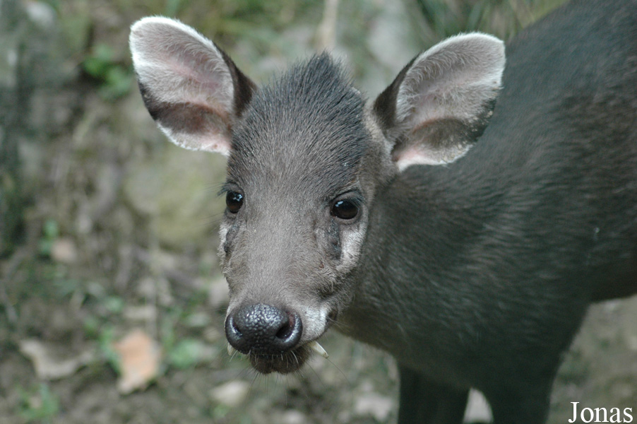 Elaphodus cephalophus