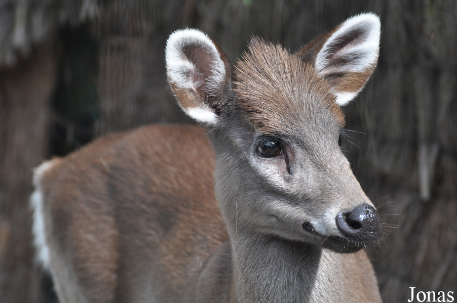 Elaphodus cephalophus michianus