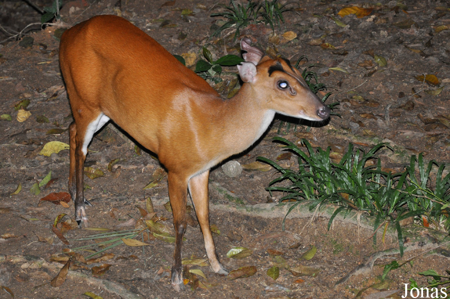 Muntiacus muntjak pleihericus