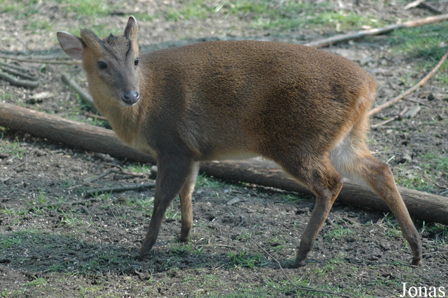 Muntiacus reevesi
