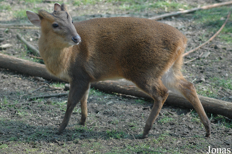 Muntiacus reevesi