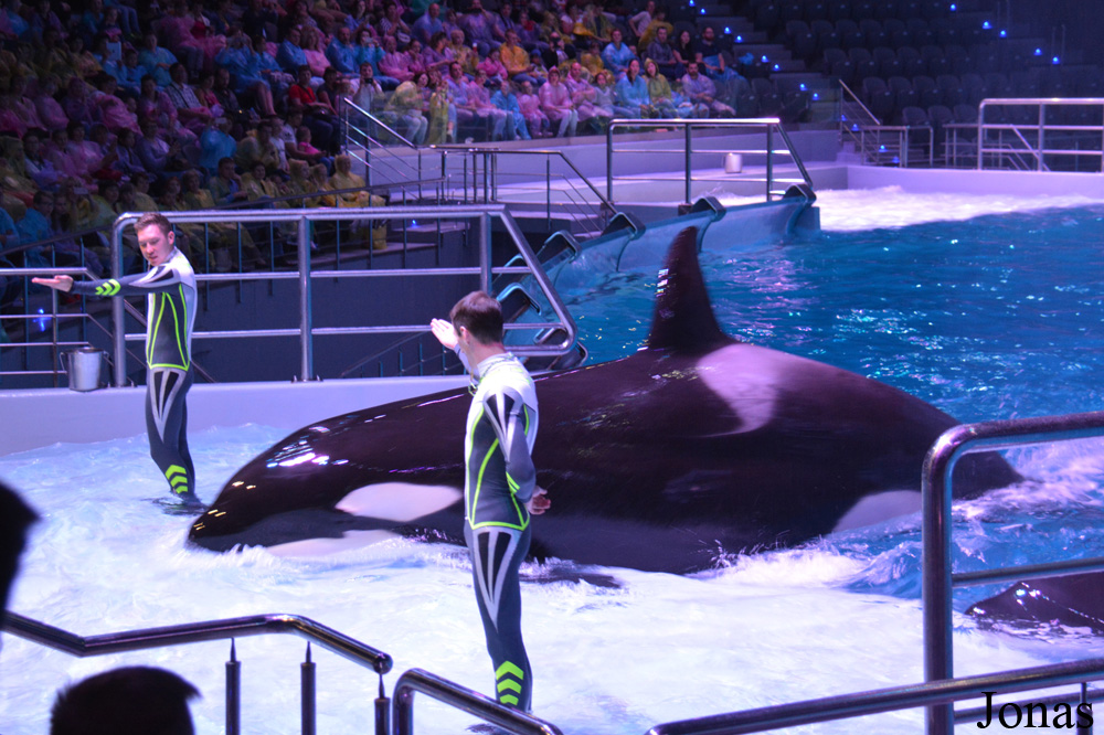 Orcinus orca