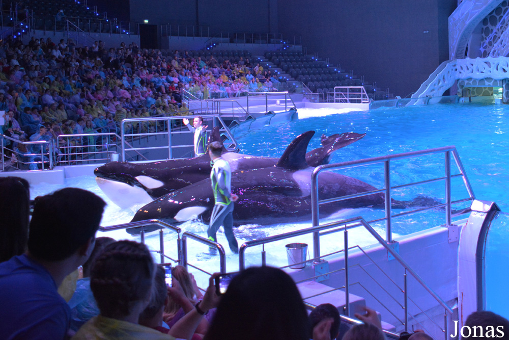 Orcinus orca