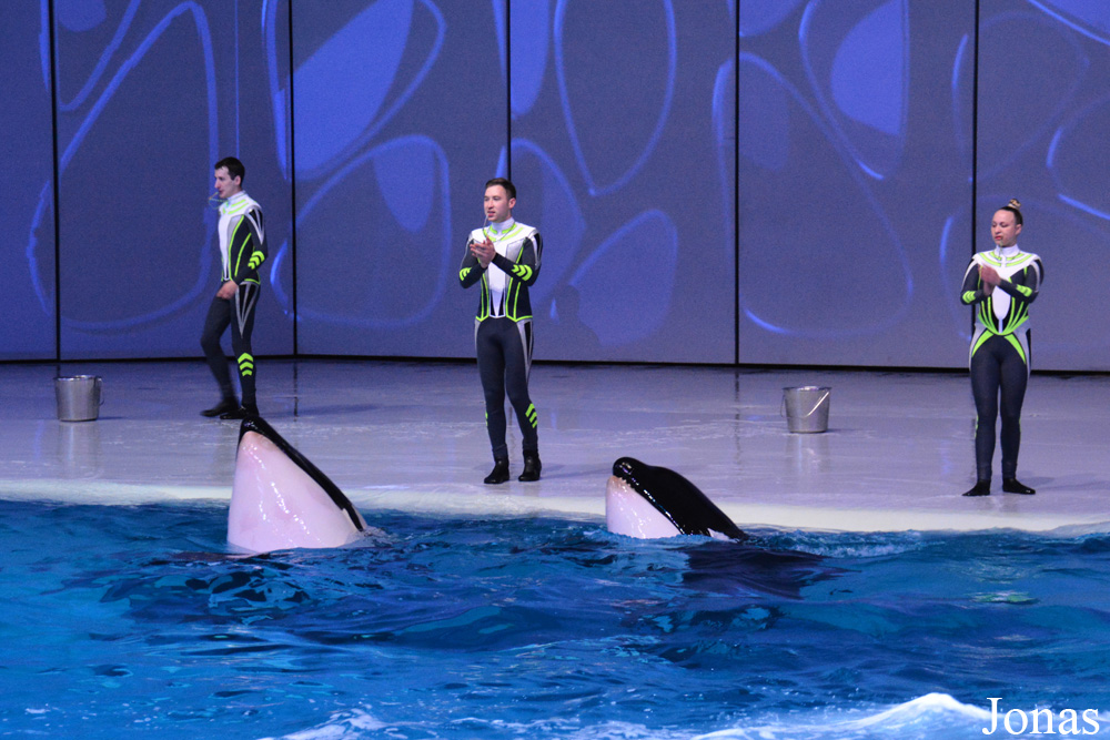 Orcinus orca