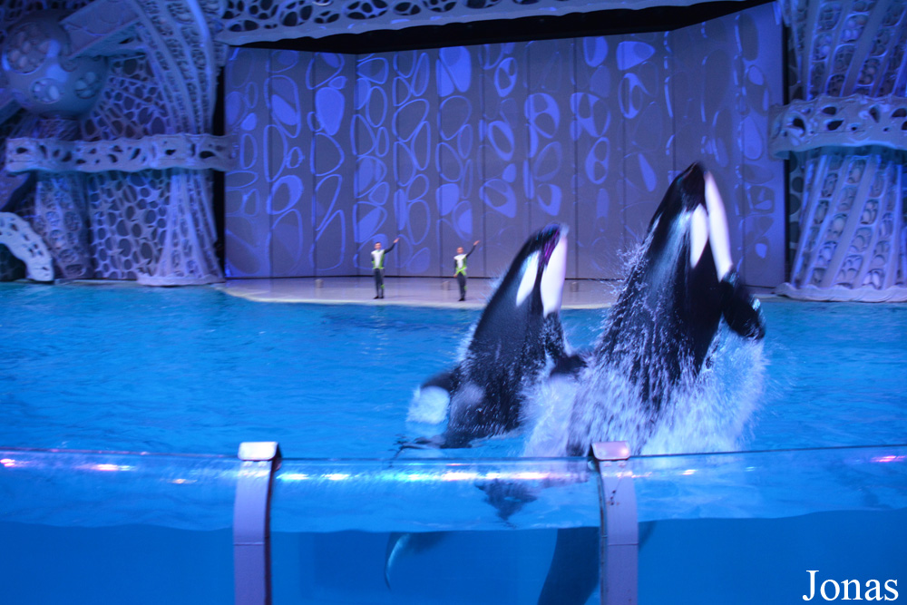 Orcinus orca