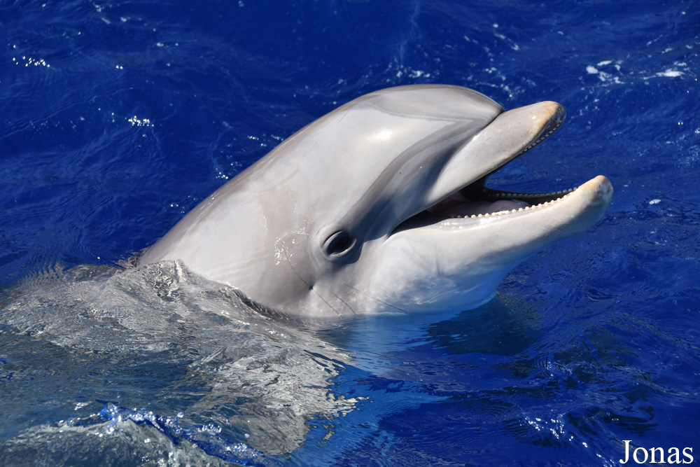 Tursiops truncatus