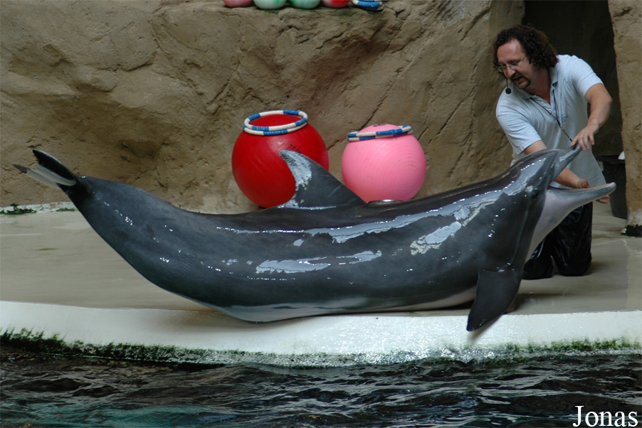 Tursiops truncatus