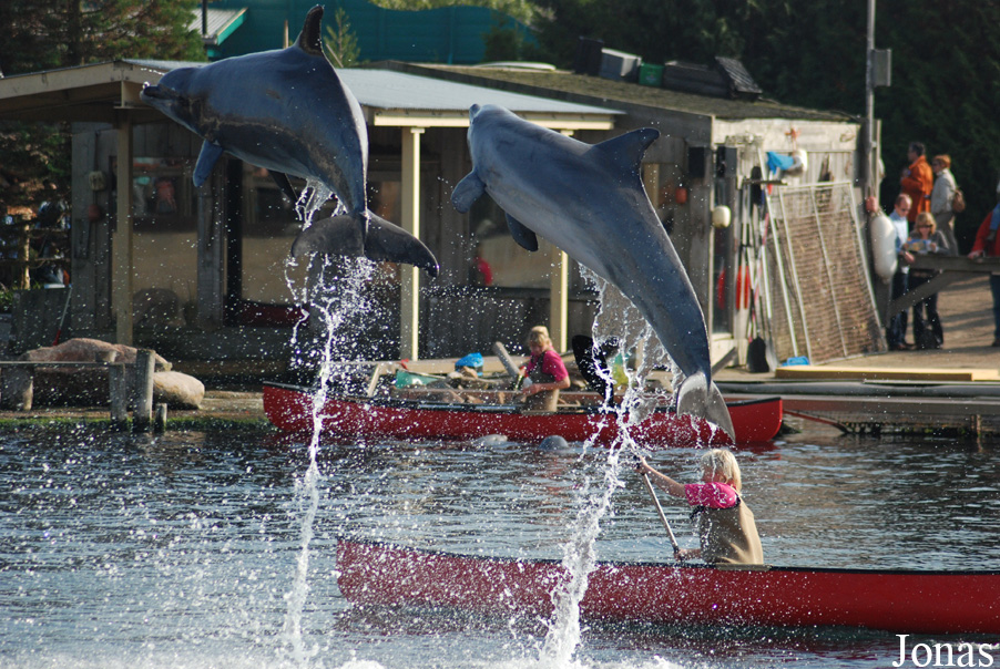 Tursiops truncatus