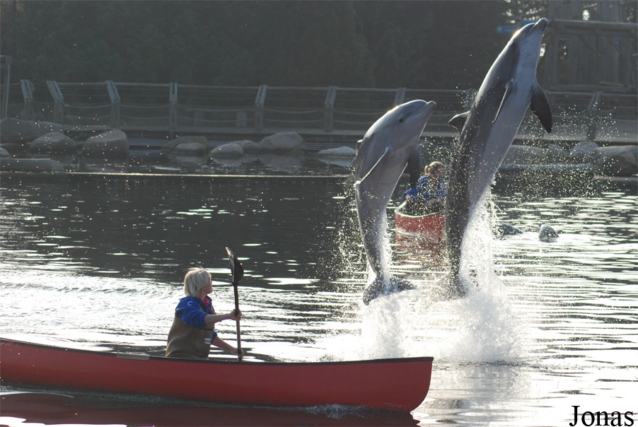 Tursiops truncatus