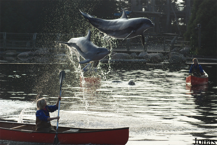 Tursiops truncatus