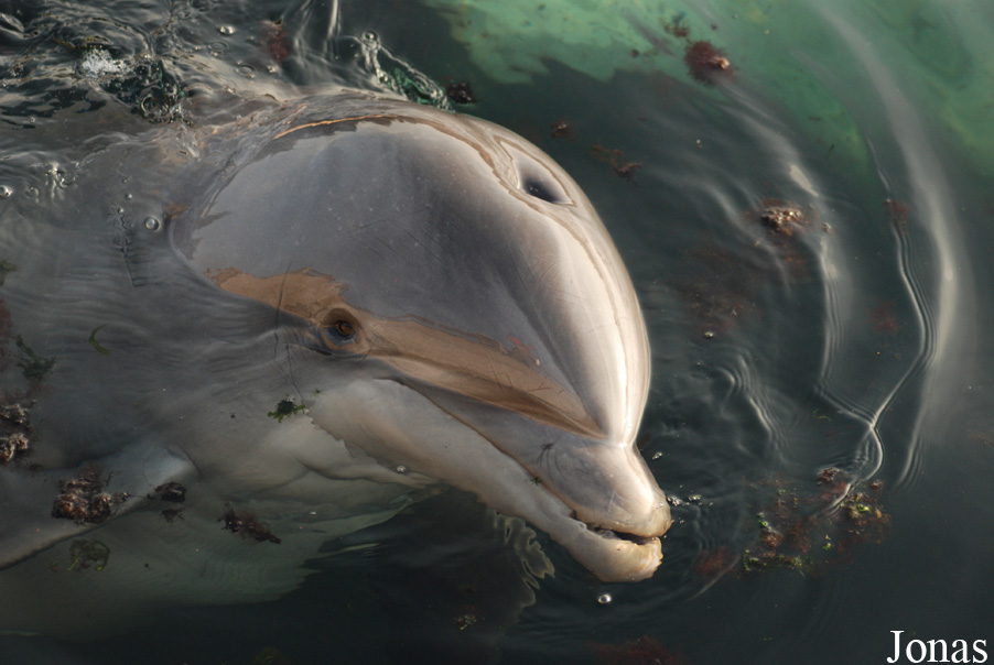 Tursiops truncatus