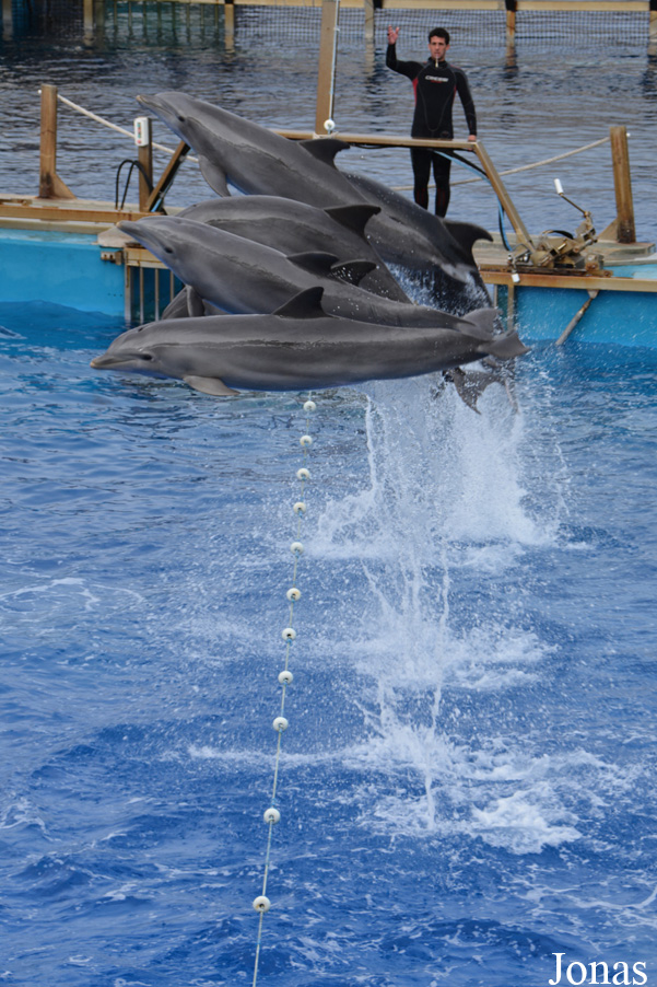 Tursiops truncatus