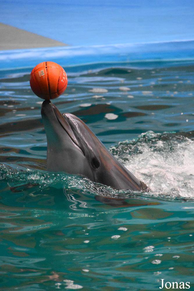 Tursiops truncatus ponticus