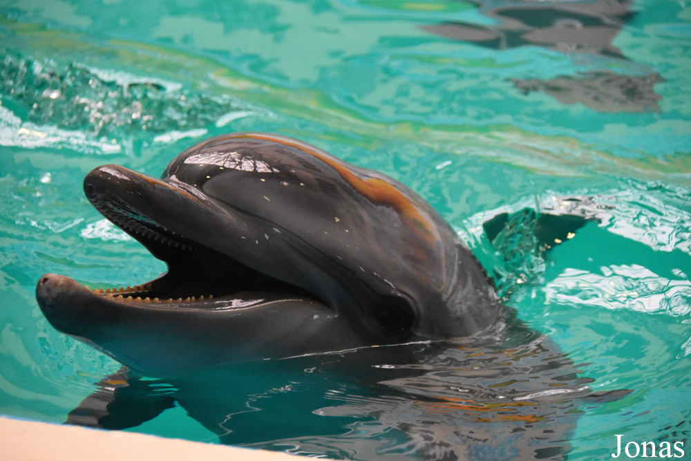 Tursiops truncatus ponticus