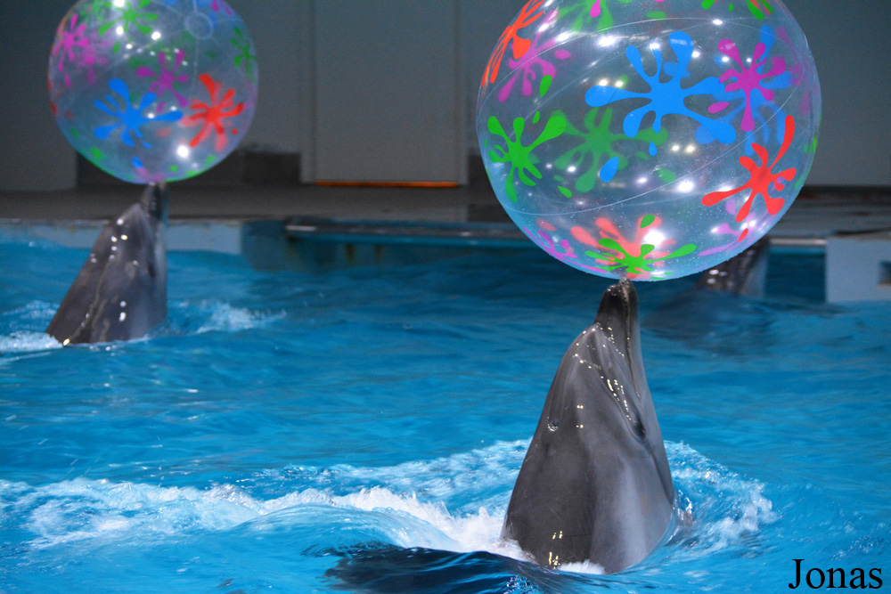 Tursiops truncatus ponticus