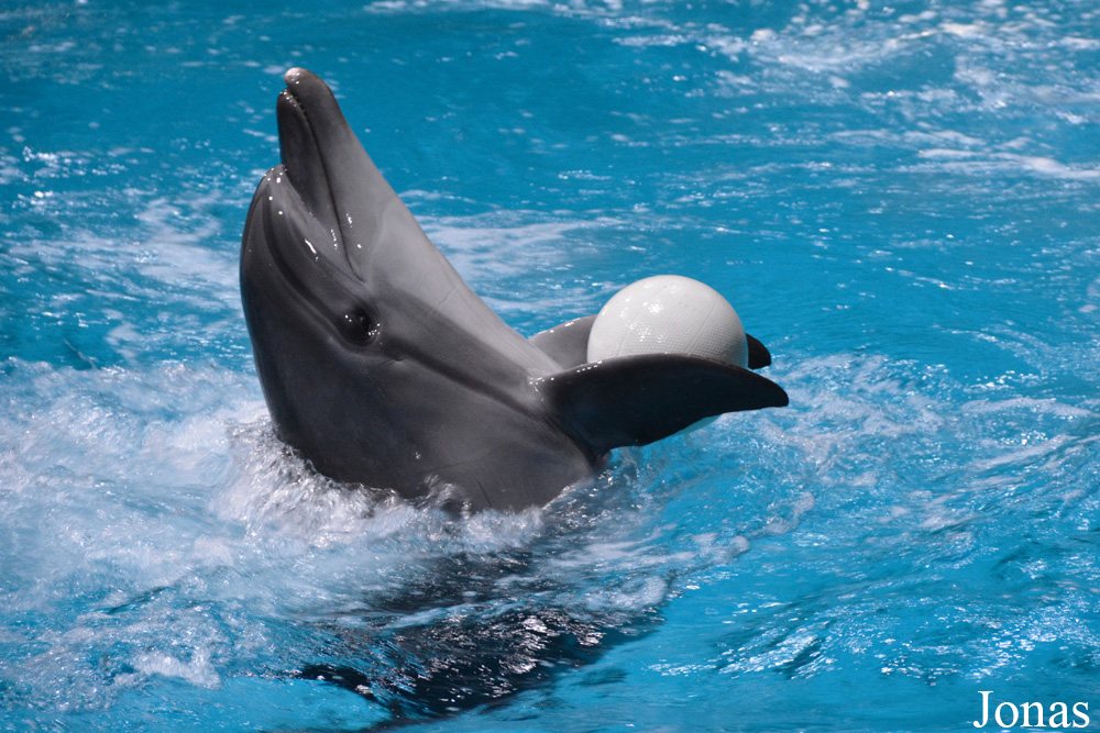 Tursiops truncatus ponticus