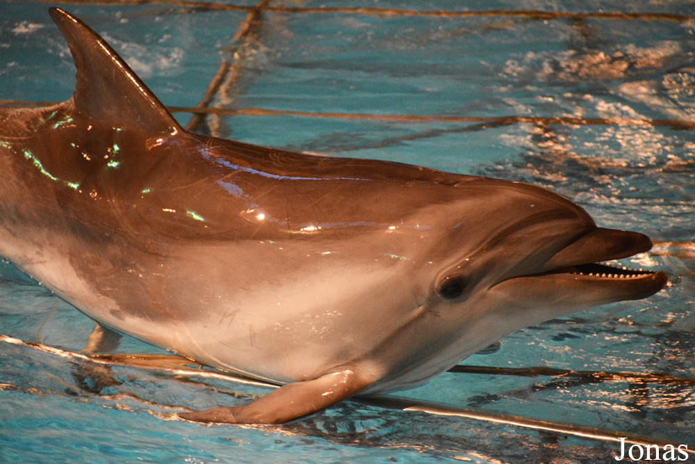 Tursiops truncatus ponticus