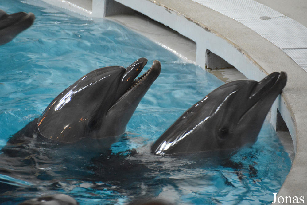 Tursiops truncatus ponticus