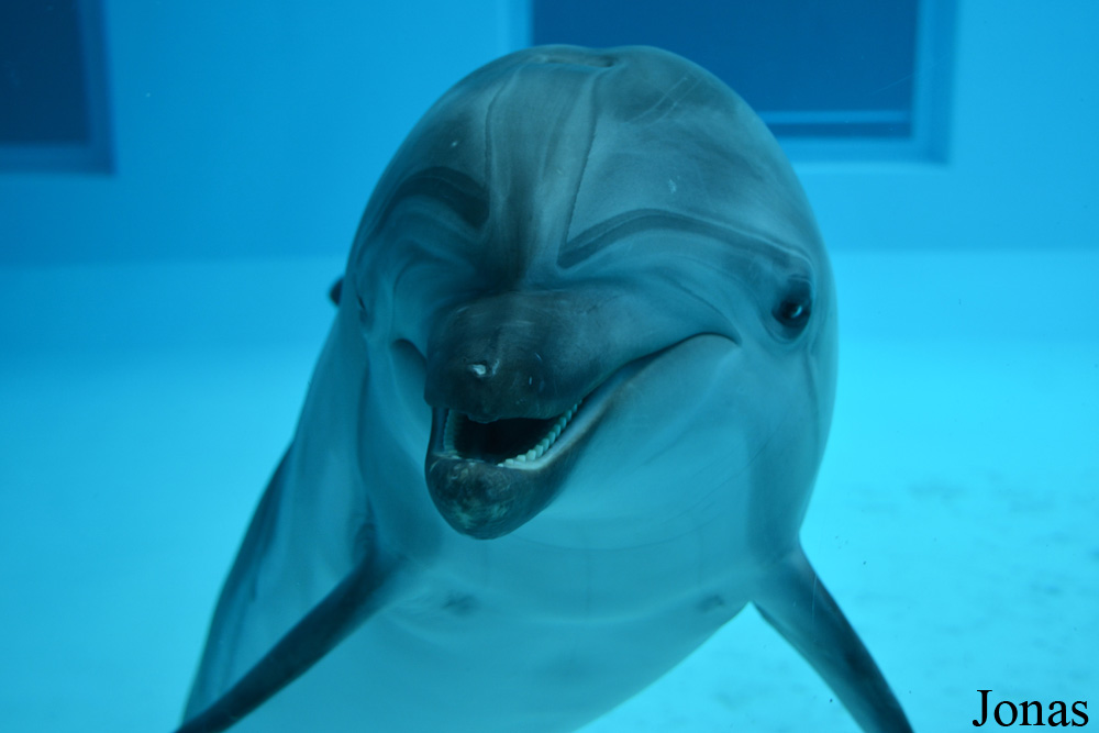 Tursiops truncatus ponticus