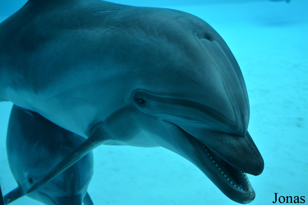 Tursiops truncatus ponticus