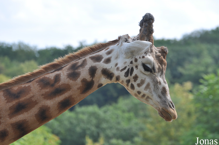 Giraffa camelopardalis