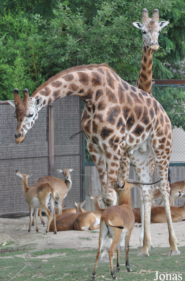 Giraffa camelopardalis