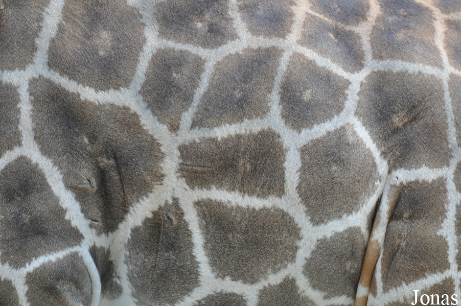 Giraffa camelopardalis