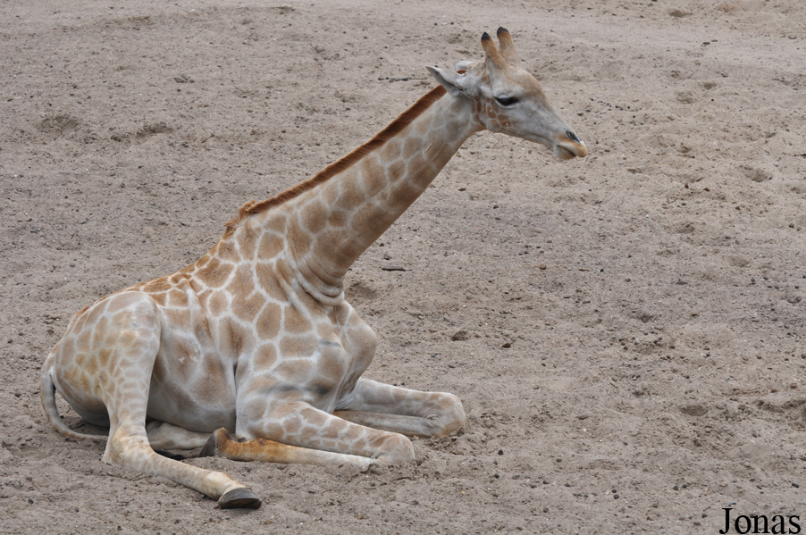 Giraffa camelopardalis angolensis