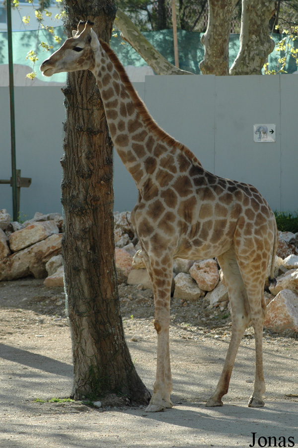 Giraffa camelopardalis angolensis