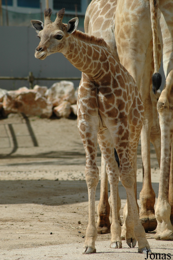 Giraffa camelopardalis angolensis